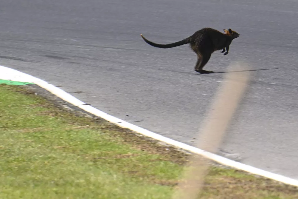 Un wallaby en piste