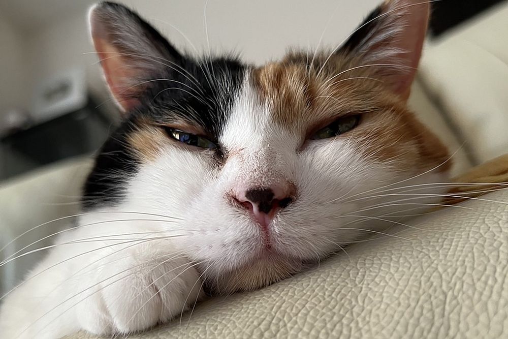 ☆tsubasa☆猫飼☆ 81XDepMmR2L._UF350,350_QL50_.jpg
