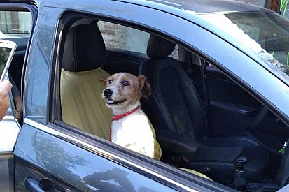 El perro rescatado por Piquet Jr. en Santiago ya tiene hogar