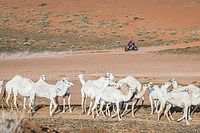 Brabec, en busca del Dakar 2024 tras los "errores est&uacute;pidos" de Branch