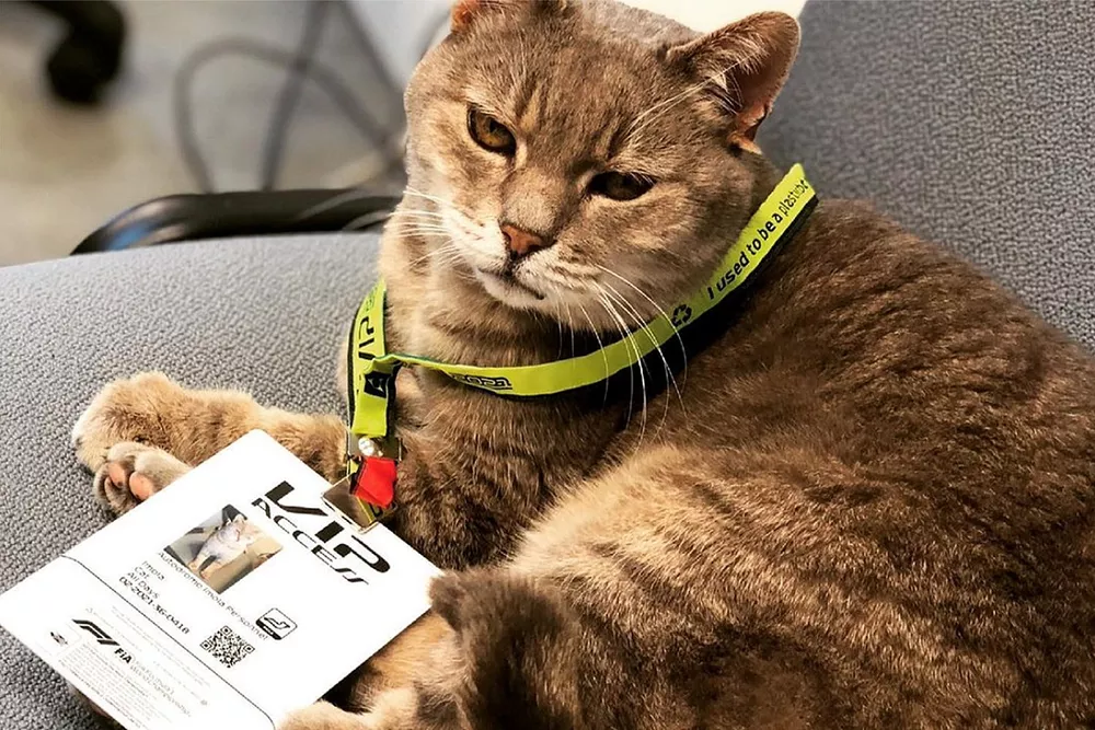 El gato de Imola, sede del GP de Emilia Romagna de F1