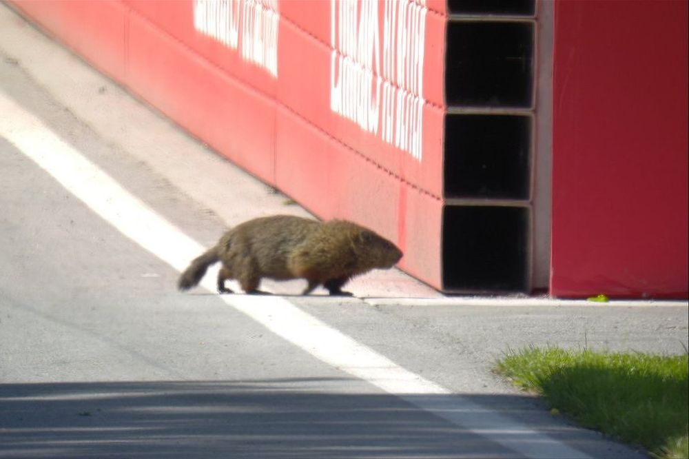 Marmota no GP do Canad&aacute;