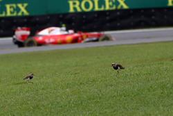 Kimi Raikkonen, Ferrari SF16-H passeert twee vogels