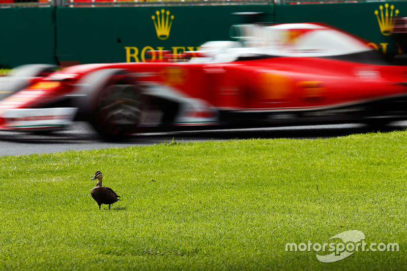 #9: Sebastian Vettel (Ferrari) lässt eine Ente links linken