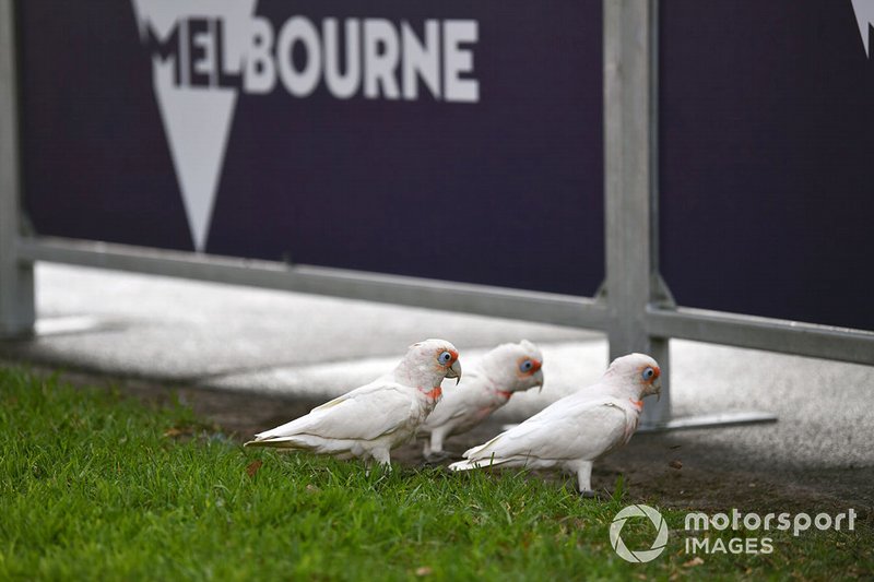 Kuşlar, Albert Park