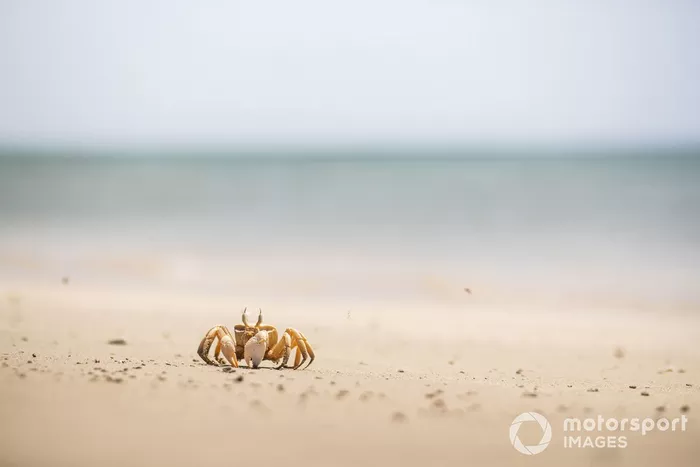 Un cangrejo en la playa que limpiaron los pilotos de Extreme E