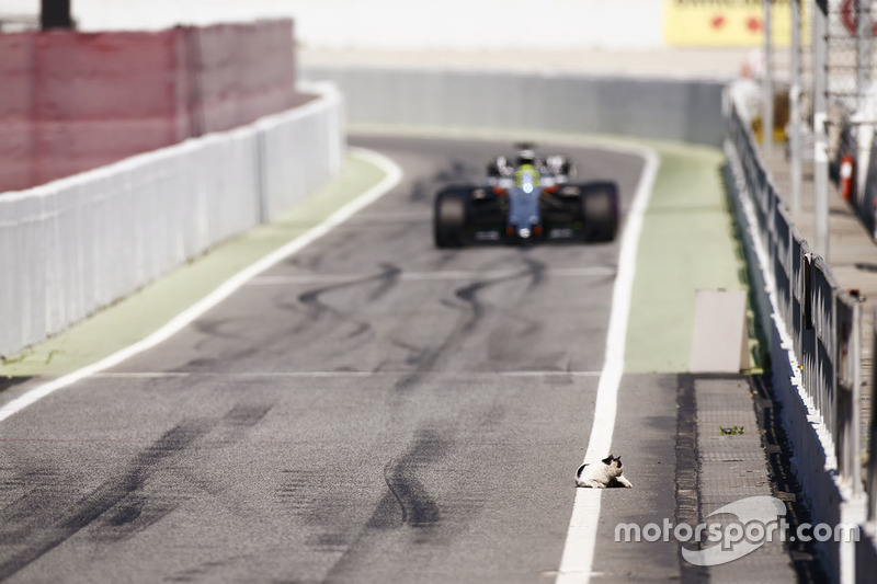 Серхіо Перес, Force India VJM10, проїжджає повз кішку на піт-лейні