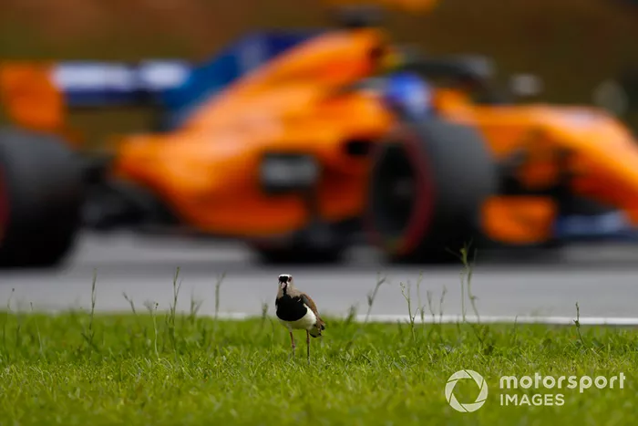 Fernando Alonso, McLaren MCL33, pasa un pájaro brasileño