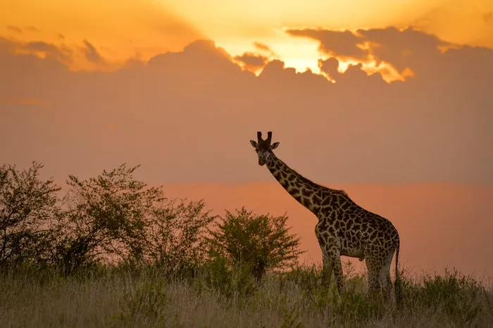 Ambiente en Kenia