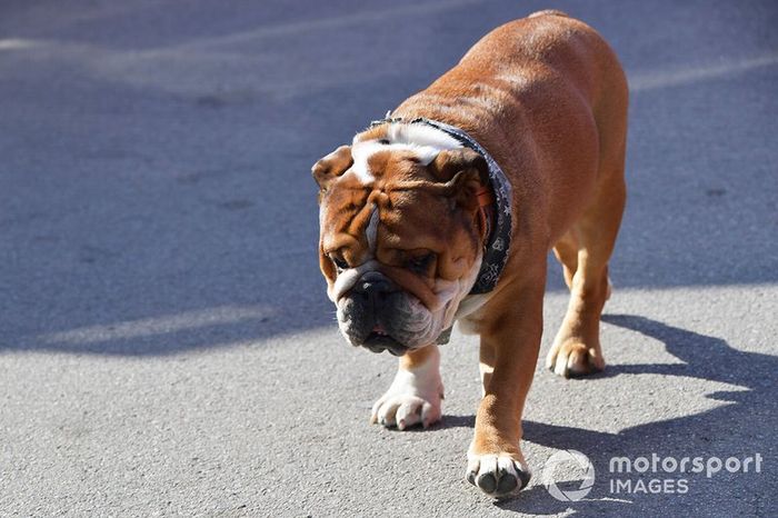 Roscoe perro de Lewis Hamilton, Mercedes AMG F1