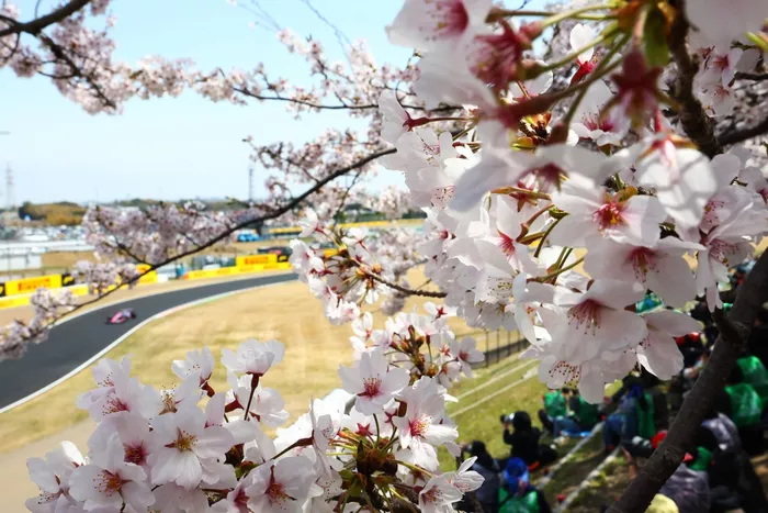 Cerezos en flor junto a la vía
