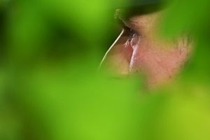 Max Verstappen, Red Bull Racing