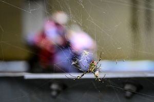 Marc Márquez, Gresini Racing