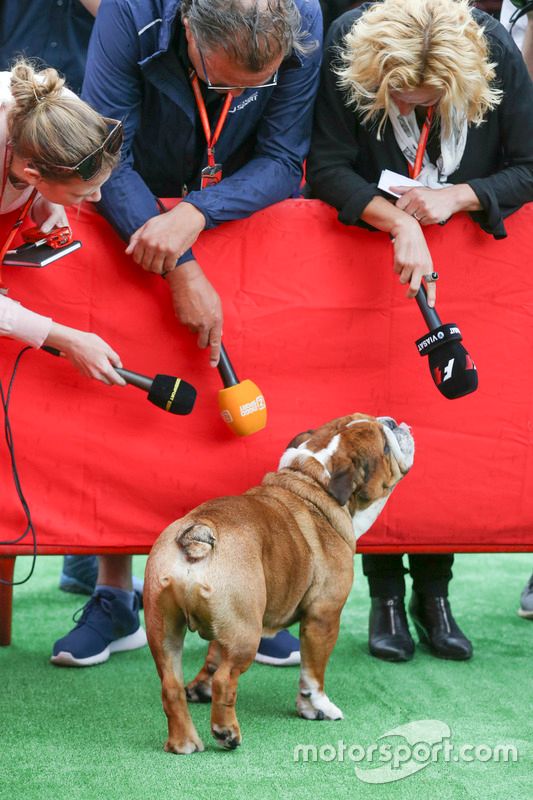 El perro Roscoe de Lewis Hamilton, Mercedes AMG F1, atrae la atención de los medios de comunicación