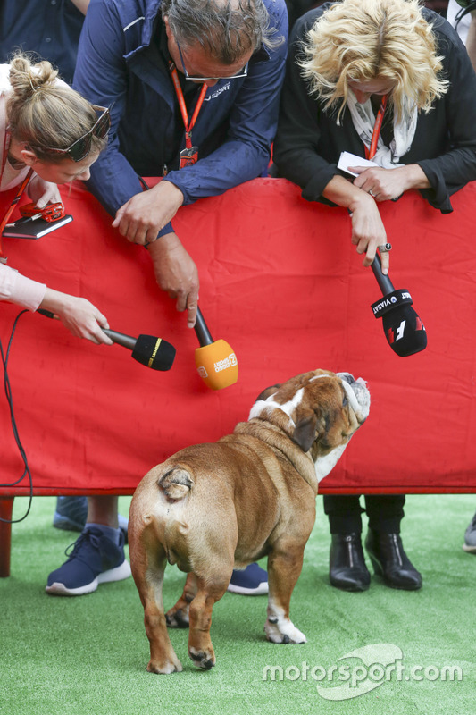 A dog belonging to Lewis Hamilton, Mercedes AMG F1, attracts attention from media