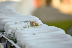 Un chaton sur un mur de pneus