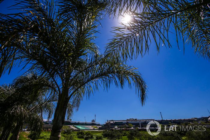 Palmeras cerca del circuito de Interlagos